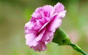 bông hoa cẩm chướng
