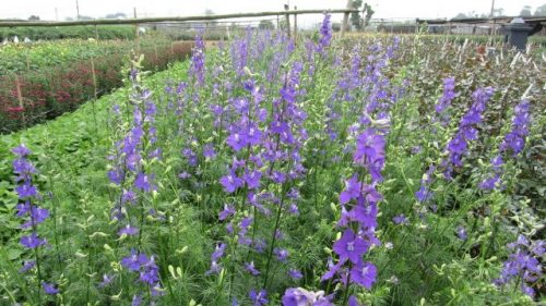 trồng hoa violet
