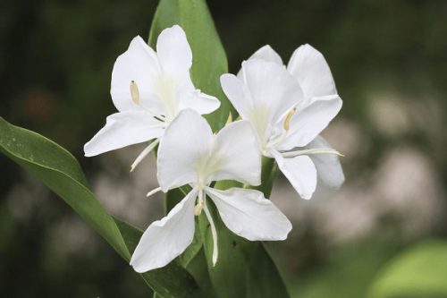 bông hoa bạch yến